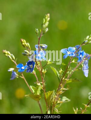 Gamander Ehrenpreis, Gamander-Ehrenpreis, Veronica, gamander Stockfoto