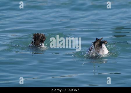 Größere Scaup Enten aka Blue Bills Stockfoto