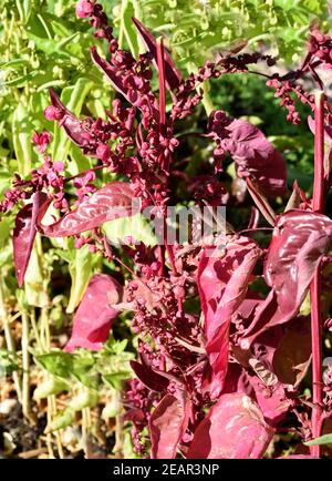 Gartenmelde, Fäulnis, Atriplex hortensis, Stockfoto