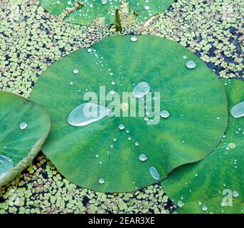 Lotusblatt, Tautropfen Stockfoto