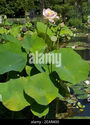 Lotosblume Nelumbo nucifera Stockfoto