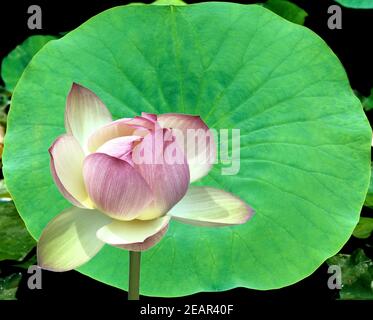 Lotosblume Lotusblumen Lotus nucifera Stockfoto