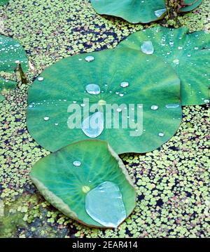 Lotusblatt, Tautropfen Stockfoto