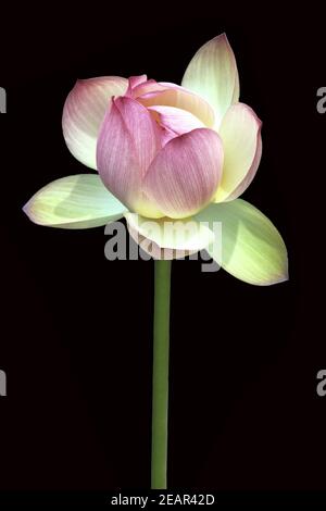 Lotosblume; Lotusblumen; Lotus Nucifera; Stockfoto