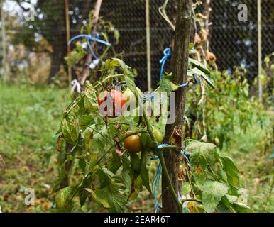 Tomaten auf der Rebe in verschiedenen Reifzuständen mit Farben reichen von grün bis leuchtend rot.Tomaten wachsen in der Landwirtschaft Garten. Garten. Garten Stockfoto