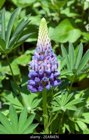 Lupin, Lupinus, angustifolius Stockfoto