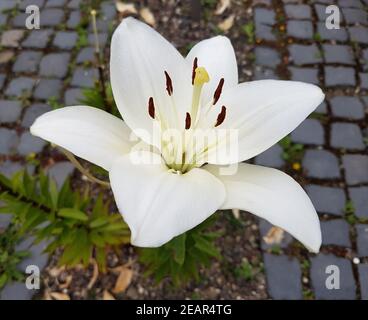 Madonnen-Lilie Lilium Candidum Madonnenlilie Koenigslilie Stockfoto