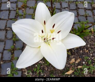 Madonnen-Lilie Lilium Candidum Madonnenlilie Koenigslilie Stockfoto