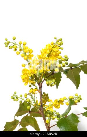 Mahonie Mahonia, Aquifolium Stockfoto
