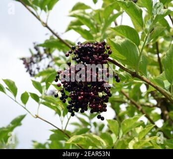 Holunderbeeren Sambucus nigra Holunder Beeren, schwarze Stockfoto