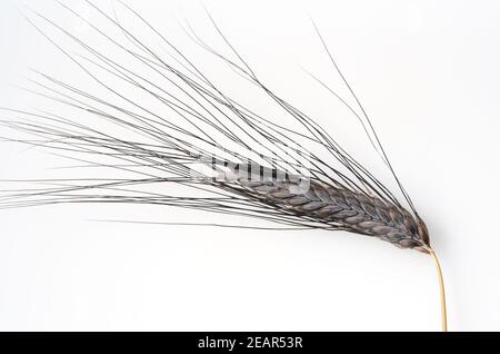 Schwarzer Emmer, Triticum dicoccon, Weizenart, Stockfoto