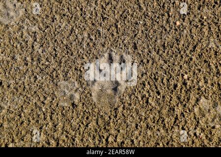 A dog's Track im Sand. Ein Hund war zu Fuß an der Küste entlang und links Spuren im Sand. Stockfoto