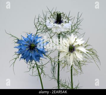 Schwarzkuemmel, Nigella sativa Stockfoto