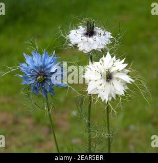 Schwarzkuemmel, Nigella sativa Stockfoto