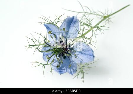 Schwarzkuemmel, echter, Nigella sativa Stockfoto