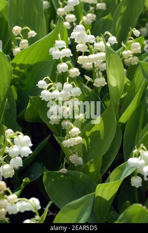 Maigloeckchen Stockfoto