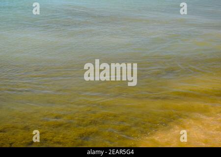 Küsten Wellen des Meeres. Meerwasser mit Algen. Küsten Algen. Meer Strand. Stockfoto