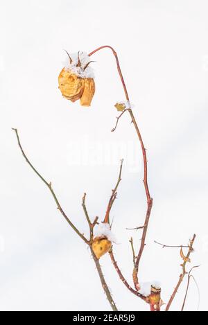 Eine gelb getrocknete Rose vor dem Hintergrund eines verschneiten Hügels. Winter abstrakt, Anti-Valentinstag Thema - Landschaft mit einer einzigen Blume und Schnee. Stockfoto