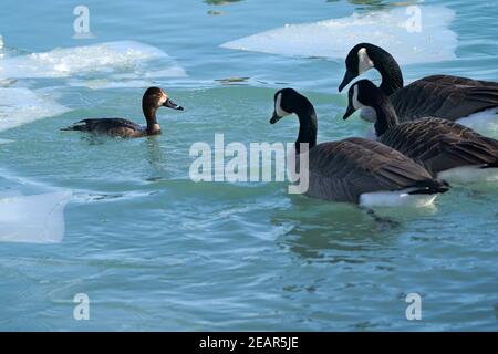 Größere Scaup Enten aka Blue Bills Stockfoto