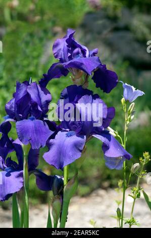 Deutsche Schwertlilie Iris Germanica Stockfoto