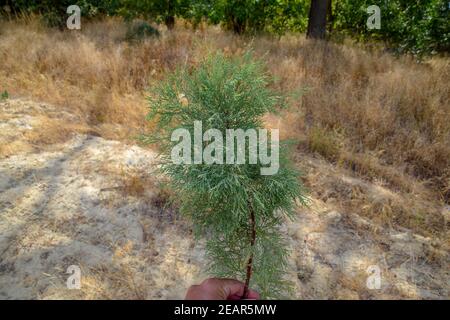 Thuja Zweig in der Hand. Immergrüne Pflanze Thuja. Stockfoto