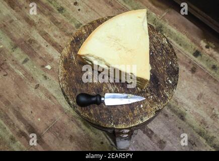 PARMA, ITALIEN - 09. Feb 2021: parmesan-Käserad auf der Milchfarm Stockfoto