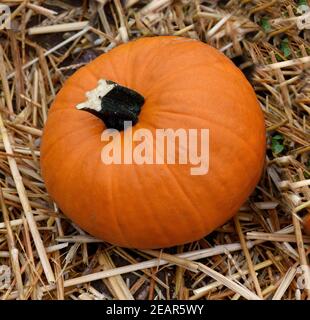 Snack Jack Hokkaino, Kuerbis Speisekuerbis Stockfoto