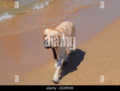 Weißer Hund am Strand. Ein Hund läuft am Ufer des Meeres entlang. Stockfoto