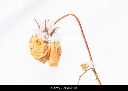 Eine gelb getrocknete Rose vor dem Hintergrund eines verschneiten Hügels. Winter abstrakt, Anti-Valentinstag Thema - Landschaft mit einer einzigen Blume und Schnee. Stockfoto