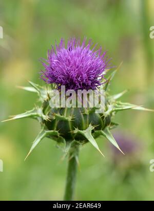 Mariendistel, Silybum, Marianum Stockfoto