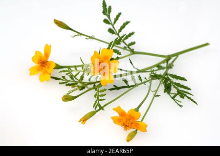 Gewuerztagetes, Tagetes Tenuifolia, Heilpflanzen,- Stockfoto