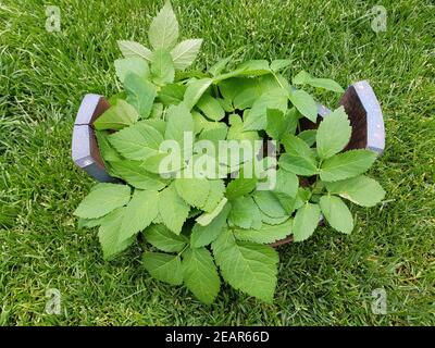 Giersch Aegopodium podagraria, Stockfoto