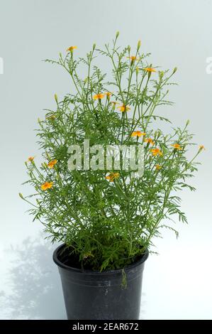 Gewürztage, Tagetes tenuifolia Stockfoto