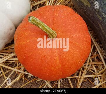 Hokkaido, Kuerbis, Speisekuerbis Stockfoto