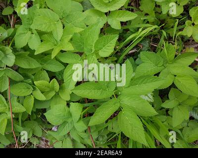 Giersch Aegopodium Podagraria Stockfoto