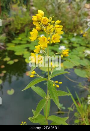 Gilbweiderich, Lysimachia, vulgaris, Felberich Stockfoto