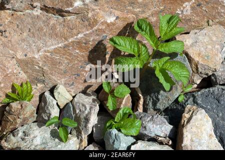 Giersch Aegopodium Podagraria Keimling, Sproessling Stockfoto