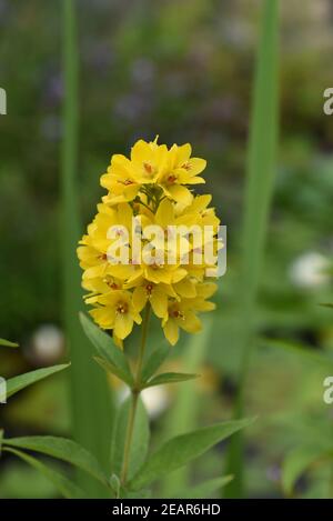 , Gilbweiderich Lysimachia vulgaris, Stockfoto