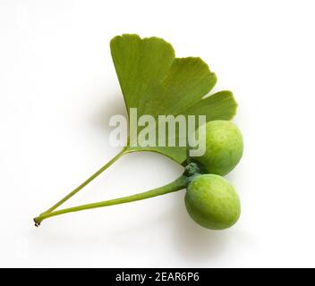 Ginkgo biloba, Samen, Blatt, Nadel Stockfoto