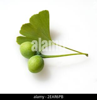 Ginkgo biloba, Samen, Blatt, Nadel Stockfoto