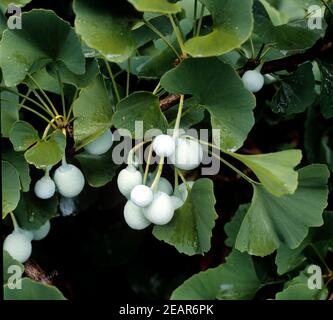 Ginkgo-Samen Frucht Stockfoto