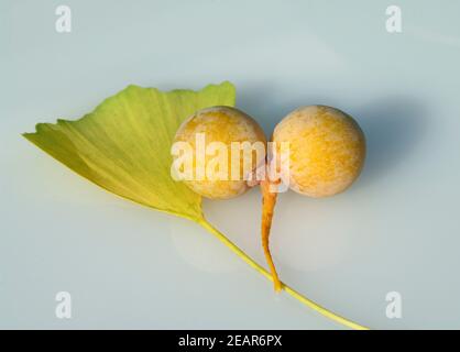 Ginkgo-Samen, Reife Stockfoto