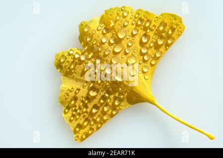 Ginkgoblaetter, Ginkgo, Biloba, Mit Tautropfen, Tau, Stockfoto