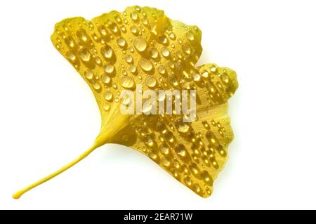 Ginkgoblaetter, Ginkgo, Biloba, Mit Tautropfen, Tau, Stockfoto