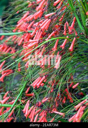 Springbrunnenpflanze Stockfoto