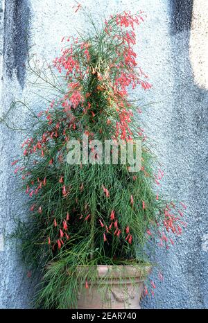 Springbrunnenpflanze Russelia equisetiformis Stockfoto