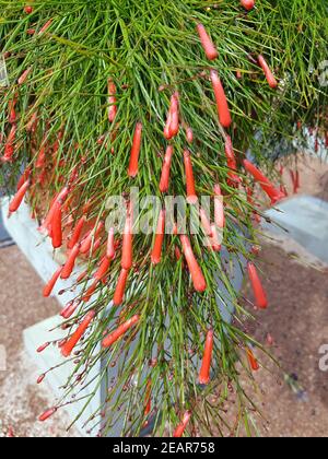 Springbrunnenpflanze, Russelia, Equisetiformis Stockfoto