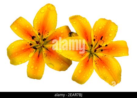 Gelbe und orange Lilienblüten auf einem schlichten weißen Hintergrund. Keine Personen. Speicherplatz kopieren. Stockfoto