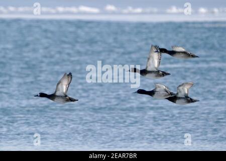 Größere Scaup Enten aka Blue Bills Stockfoto