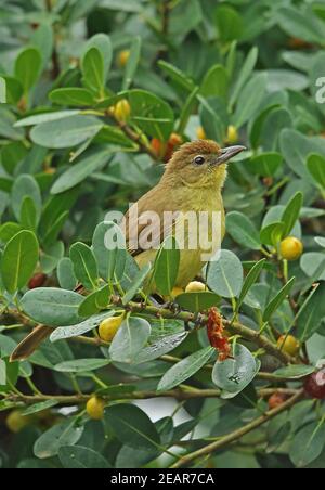 Gelbbauchige Greenbul (Chlorocichla flaviventris flaviventris) Erwachsene thront in Fruchtbaum St. Lucia, Südafrika November Stockfoto